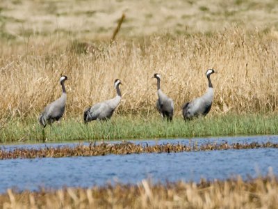 Common Crane