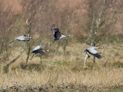 Common Crane