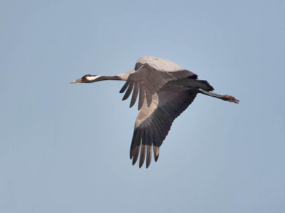 Common Crane