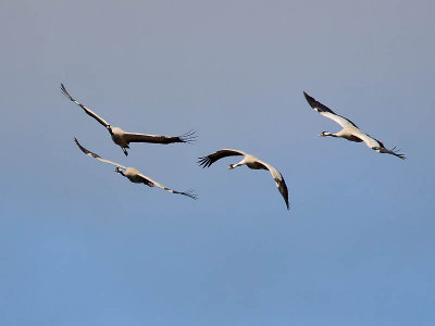 Common Crane