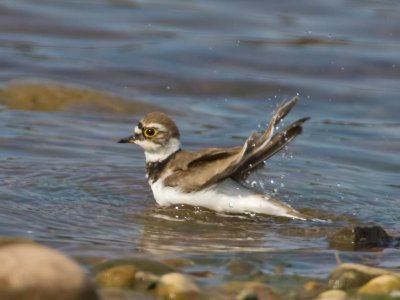 Little Ringed Plover