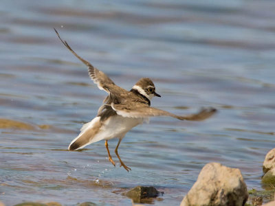 Little Ringed Plover