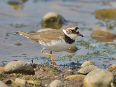 Little Ringed Plover (female)