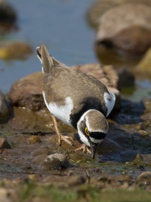 Little Ringed Plover (male)