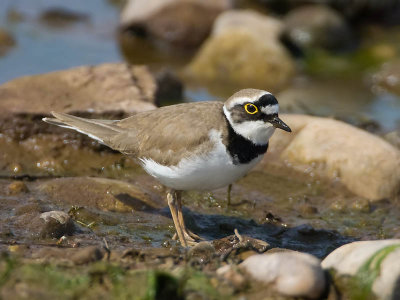 Little Ringed Plover (male)