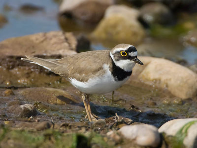 Little Ringed Plover