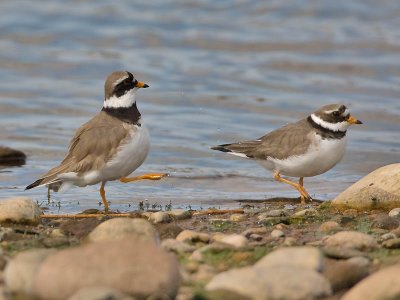 Ringed Plovers