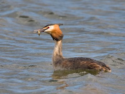 Great Crested Grebe
