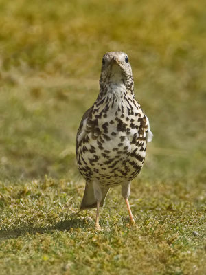 Mistle Thrush
