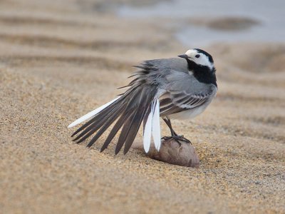 White Wagtail