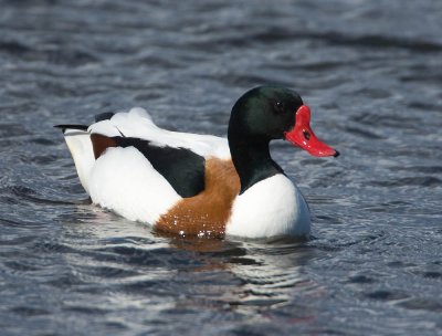 Shelduck