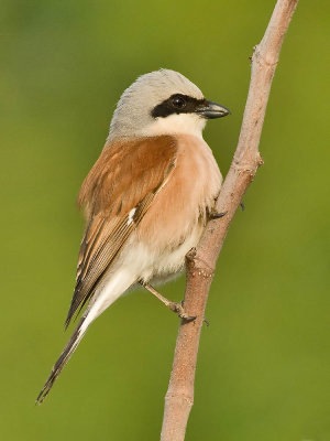 Red-backed Shrike (male)