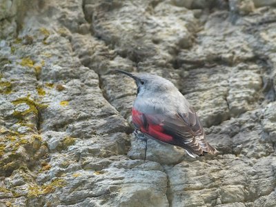 Wallcreeper