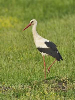 White Stork