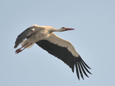 White Stork