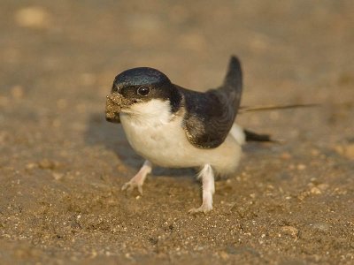 House Martin