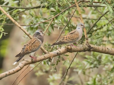 Turtle Doves