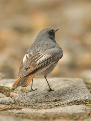 Black Redstart (male)