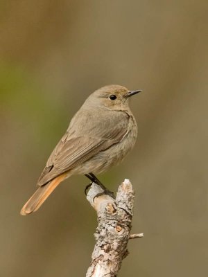 Redstart (female)