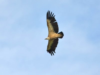 European Griffon Vulture