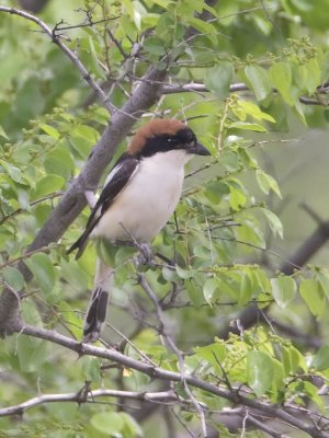 Woodchat Shrike