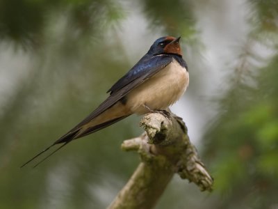 Swallow