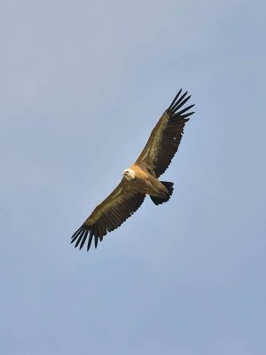 European Griffon Vulture