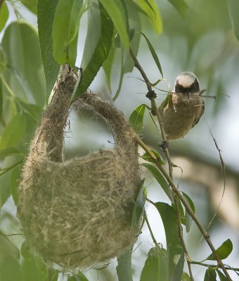 Penduline Tit