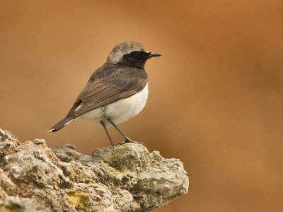 Pied Wheatear (male)