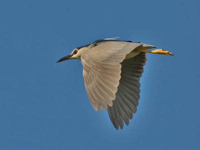 Black-crowned Night Heron