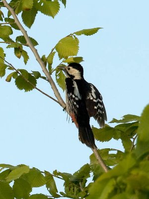 Syrian Woodpecker (female)