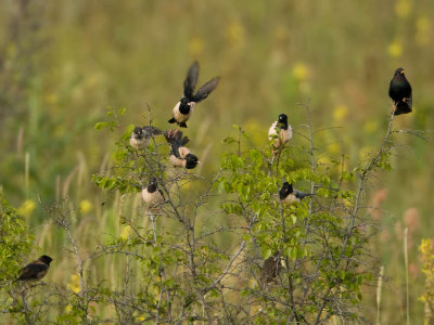 Rose-coloured Starlings