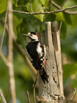 Syrian Woodpecker (male)