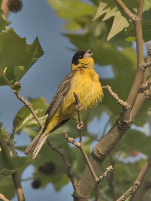 Black-headed Bunting