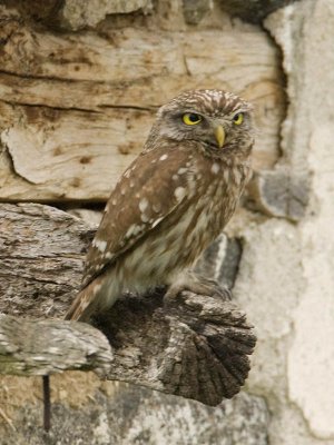 Little Owl