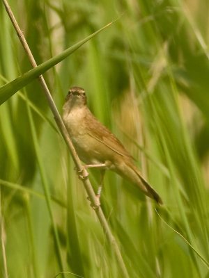 Savi's Warbler