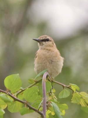 Isabelline Wheatear