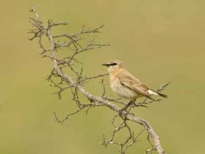 Isabelline Wheatear