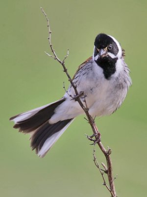 Reed Bunting (male)