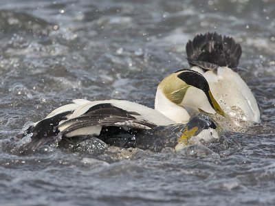 Eider drakes fighting