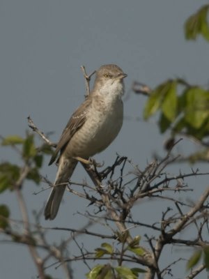 Barred Warbler  (female)