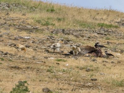 Egyptian Vultures