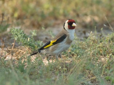 Goldfinch