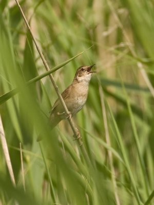 Savi's Warbler