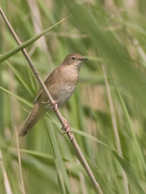 Savi's Warbler