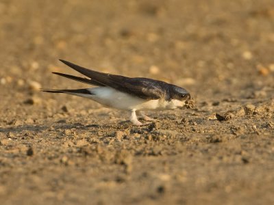 House Martin