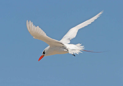 Red-tailed Tropicbird Nosy Ve