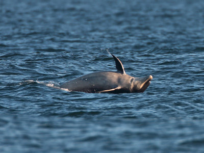 Bottlenose Dolphin Fife Ness 19th October 2007