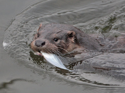 Otter 25th October 2007