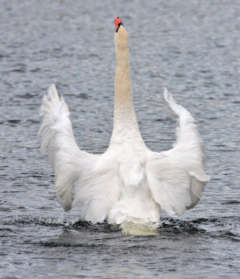 Mute Swan River Leven 1st November 2007